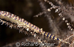 Sawblade Shrimp with eggs. Canon G9/Ikelite DS160/UCL 165. by Richard Witmer 